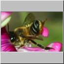 Megachile ericetorum - Blattschneiderbiene w04a 10mm Sandgrube Niedringhaussee.jpg